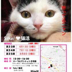 Sakai♥猫活　譲渡会