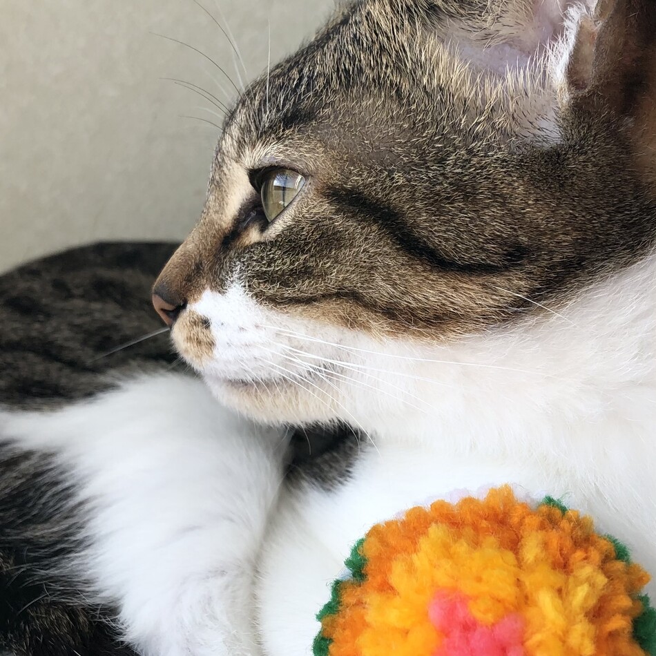 nica ニカのカバー写真