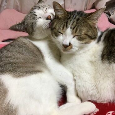 の写真