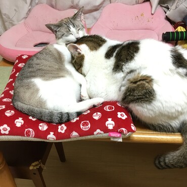 甘える猫と甘えられる猫の大きさが逆