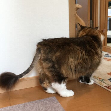 ここちゃん、ちょっとライオンカット