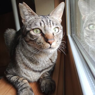 白血病陽性ですが、元気で懐こい桃太郎くん