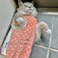 ポム