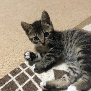 おしゃべりなシオンちゃん