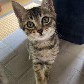 綺麗なキジトラちゃん