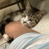 かえで
