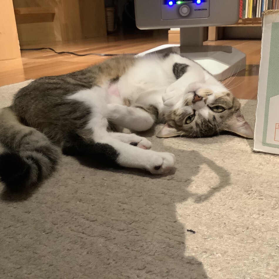かえでのカバー写真