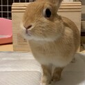 うさぎの里親募集中