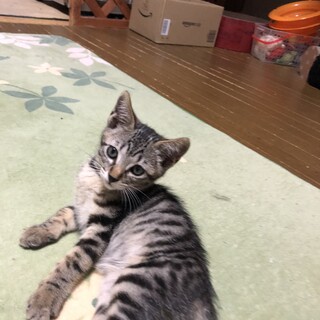 おてんば娘　あやめちゃん