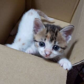可愛い三毛猫　しずくちゃん