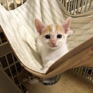おっとり子猫　豊月