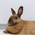 ウサギ　メス　2歳