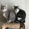 猫好ききよさん