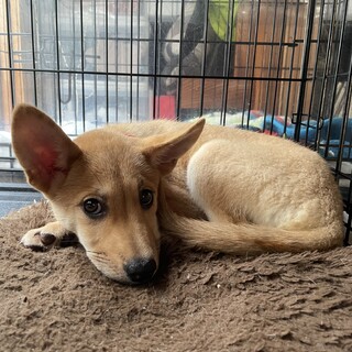 里親様決定！小顔美人☆3ヶ月女の子