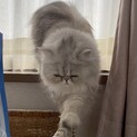 ブリーダー引退猫ちゃんです