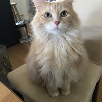 きなこ