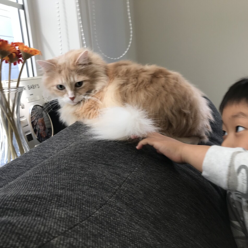 きなこのカバー写真