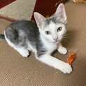 灰白色の男の子里親募集