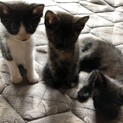 子猫ちゃんたち元気いっぱい