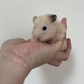 ゴールデンハムスター里親様募集