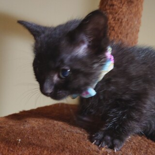 やんちゃな黒猫●あゆむくん●