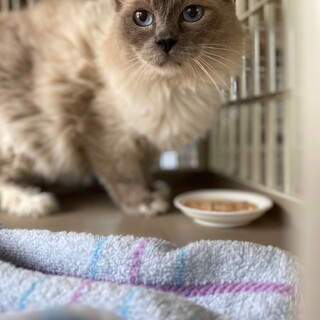 幸せを知らずに生きてきたラグドール