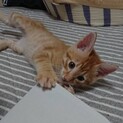 元気いっぱい、遊ぶの大好きなベルくん♪