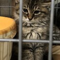フワフワ長毛男子のたぬ丸