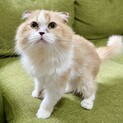 スコティッシュフォールドの里親様募集致します！
