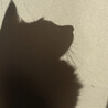 猫のふみふみ