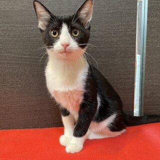 家族が出来ました♡黒白ハチワレ♂サムくん♡