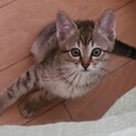 2ヶ月のキジトラ男の子、長シッポの美猫です♪