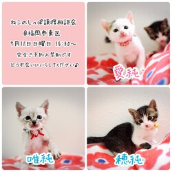 ねこのしっぽ子猫の譲渡相談会
