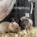 【募集一時中断します】長毛ハムスターbaby