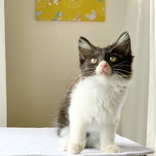 愛嬌ある子熊のような　長毛「バジル」ちゃん