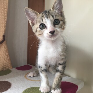 愛護センターレスキュー☆あさひちゃん♀2ヶ月