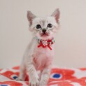7/11譲渡会参加【唯純】