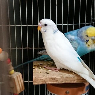 セキセイインコ 二羽の里親を探しています