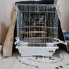 セキセイインコ 二羽の里親を探しています サムネイル4
