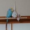 セキセイインコ 二羽の里親を探しています サムネイル5