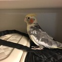 忙しく構ってあげれません