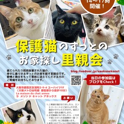 『保護猫のずっとのお家探し里親会』。