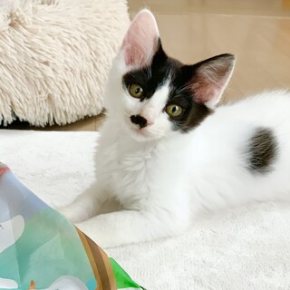 愛嬌いっぱい！長毛の鼻チョビ「コリアンダー」くん