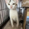 ぽっちゃり猫になるぞー！【ロニ】ちゃん