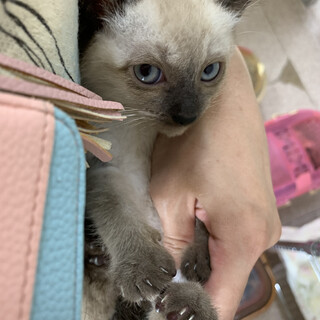 シールポイントの女の子