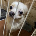 チワワのオス甘えん坊さん