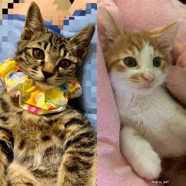 やんちゃな飛鳥、控えめな瑞稀　仲良し３か月 サムネイル2