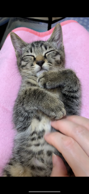 やんちゃな飛鳥、控えめな瑞稀　仲良し３か月 サムネイル4