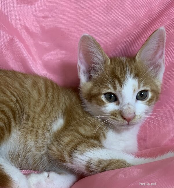 やんちゃな飛鳥、控えめな瑞稀　仲良し３か月 サムネイル5