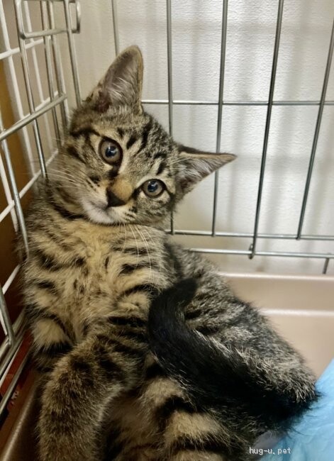 やんちゃな飛鳥、控えめな瑞稀　仲良し３か月 サムネイル6